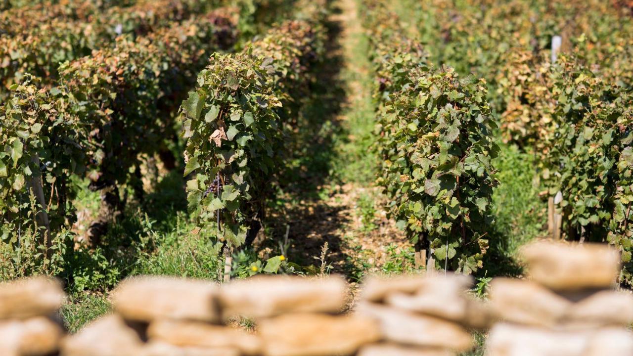 Affittacamere Domaine Gille Comblanchien Esterno foto